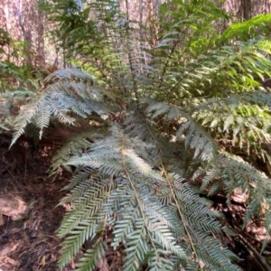 Todea barbara at Uriarra Village, ACT - suppressed