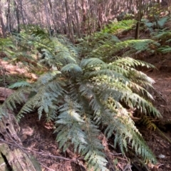 Todea barbara at Uriarra Village, ACT - 25 Apr 2024