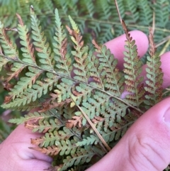 Hypolepis rugosula (Ruddy Ground-Fern) at Uriarra Village, ACT - 25 Apr 2024 by Tapirlord