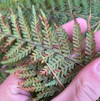 Hypolepis rugosula (Ruddy Ground-Fern) at Uriarra Village, ACT - 25 Apr 2024 by Tapirlord