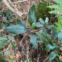 Hedycarya angustifolia (Austral Mulberry) at Uriarra Village, ACT - 24 Apr 2024 by Tapirlord