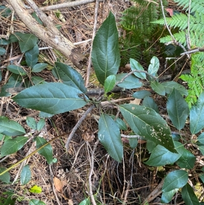 Hedycarya angustifolia (Austral Mulberry) at Uriarra Village, ACT - 24 Apr 2024 by Tapirlord