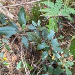 Hedycarya angustifolia at Uriarra Village, ACT - 25 Apr 2024