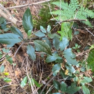 Hedycarya angustifolia at Uriarra Village, ACT - 25 Apr 2024