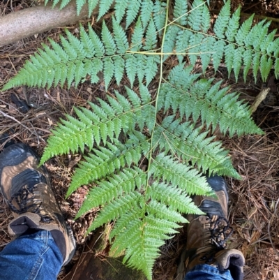 Hypolepis rugosula (Ruddy Ground-Fern) at Uriarra Village, ACT - 24 Apr 2024 by Tapirlord