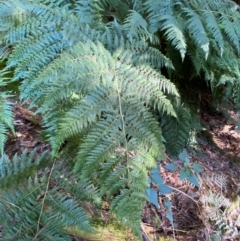 Hypolepis rugosula (Ruddy Ground-Fern) at Uriarra Village, ACT - 25 Apr 2024 by Tapirlord