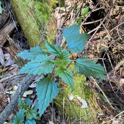 Urtica incisa (Stinging Nettle) at Uriarra Village, ACT - 24 Apr 2024 by Tapirlord
