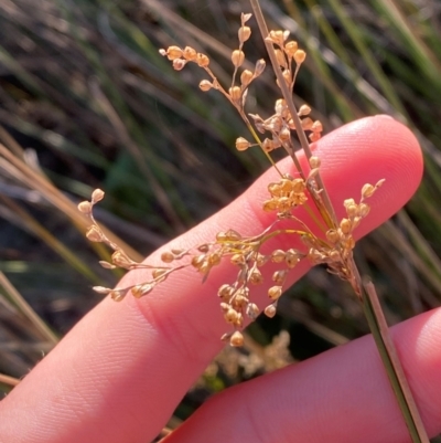 Juncus usitatus (Common Rush) at Kambah Pool - 25 Apr 2024 by Tapirlord