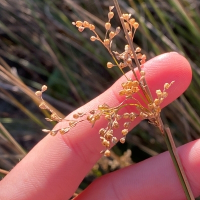 Juncus usitatus (Common Rush) at Kambah Pool - 24 Apr 2024 by Tapirlord