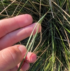 Juncus usitatus at Kambah Pool - 25 Apr 2024 08:22 AM