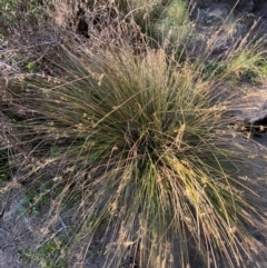 Juncus usitatus at Kambah Pool - 25 Apr 2024