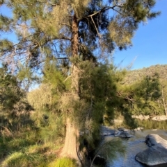 Casuarina cunninghamiana subsp. cunninghamiana (River She-Oak, River Oak) at Kambah Pool - 25 Apr 2024 by Tapirlord