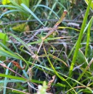 Alternanthera denticulata at Kambah Pool - 25 Apr 2024