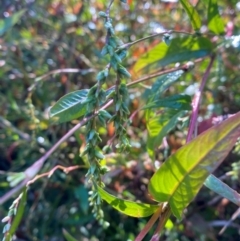 Persicaria hydropiper (Water Pepper) at Kambah Pool - 24 Apr 2024 by Tapirlord