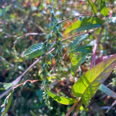 Persicaria hydropiper (Water Pepper) at Kambah Pool - 25 Apr 2024 by Tapirlord