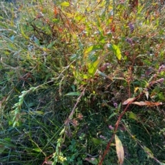 Persicaria hydropiper at Kambah Pool - 25 Apr 2024