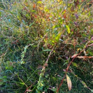 Persicaria hydropiper at Kambah Pool - 25 Apr 2024