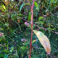 Persicaria lapathifolia (Pale Knotweed) at Kambah Pool - 25 Apr 2024 by Tapirlord