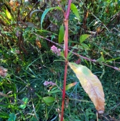 Persicaria lapathifolia (Pale Knotweed) at Kambah Pool - 24 Apr 2024 by Tapirlord