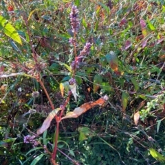 Persicaria lapathifolia at Kambah Pool - 25 Apr 2024 08:16 AM