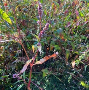 Persicaria lapathifolia at Kambah Pool - 25 Apr 2024