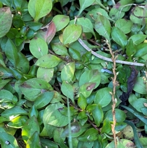 Ludwigia palustris at Kambah Pool - 25 Apr 2024 08:16 AM