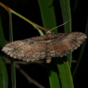 Chrysolarentia leucophanes at WendyM's farm at Freshwater Ck. - 22 Jan 2023 10:06 PM