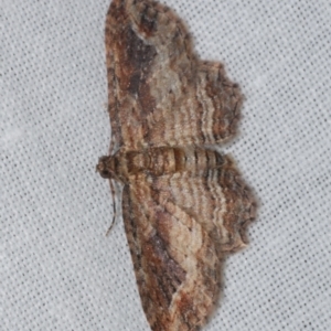 Chloroclystis filata at WendyM's farm at Freshwater Ck. - 26 Dec 2022 12:26 AM