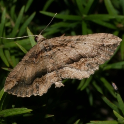 Chrysolarentia leucophanes (Pale-tipped Carpet) at Freshwater Creek, VIC - 10 Nov 2022 by WendyEM