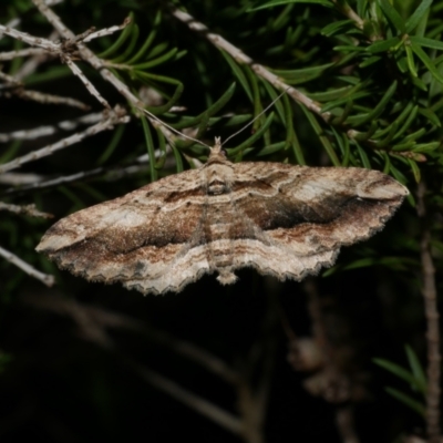 Chrysolarentia leucophanes (Pale-tipped Carpet) at Freshwater Creek, VIC - 11 Nov 2022 by WendyEM