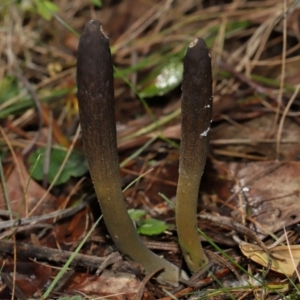 Drechmeria gunnii at Birrigai - 16 Jun 2024