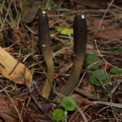 Drechmeria gunnii at Birrigai - 16 Jun 2024