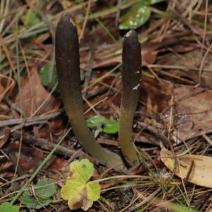 Drechmeria gunnii at Birrigai - 16 Jun 2024