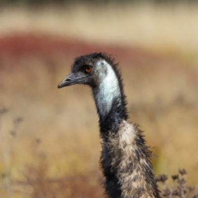 Dromaius novaehollandiae (Emu) at Tidbinbilla Nature Reserve - 16 Jun 2024 by TimL