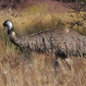 Dromaius novaehollandiae at Tidbinbilla Nature Reserve - 16 Jun 2024