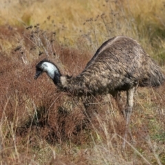 Dromaius novaehollandiae at Tidbinbilla Nature Reserve - 16 Jun 2024