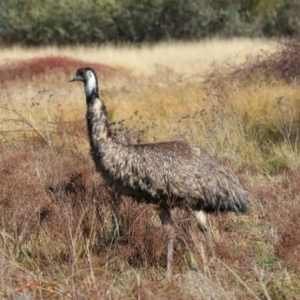 Dromaius novaehollandiae at Tidbinbilla Nature Reserve - 16 Jun 2024