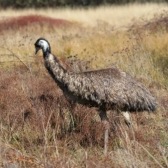 Dromaius novaehollandiae at Tidbinbilla Nature Reserve - 16 Jun 2024