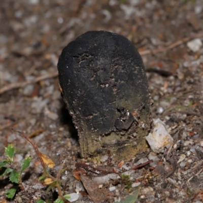 Drechmeria gunnii (Dark Vegetable Caterpillar) at Tidbinbilla Nature Reserve - 16 Jun 2024 by TimL