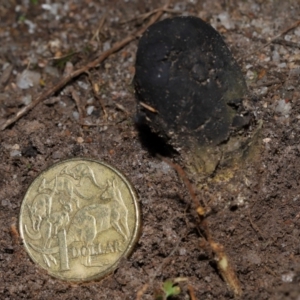 Drechmeria gunnii at Tidbinbilla Nature Reserve - 16 Jun 2024