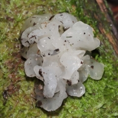 Tremella fuciformis (Snow Fungus) at Tidbinbilla Nature Reserve - 16 Jun 2024 by TimL