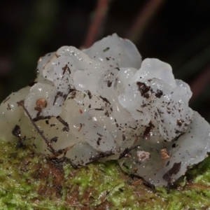 Tremella fuciformis at Tidbinbilla Nature Reserve - 16 Jun 2024 12:07 PM