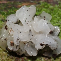 Tremella fuciformis at Tidbinbilla Nature Reserve - 16 Jun 2024 12:07 PM