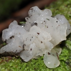 Tremella fuciformis at Tidbinbilla Nature Reserve - 16 Jun 2024 12:07 PM