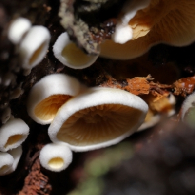 Schizophyllum commune at Tidbinbilla Nature Reserve - 16 Jun 2024 by TimL
