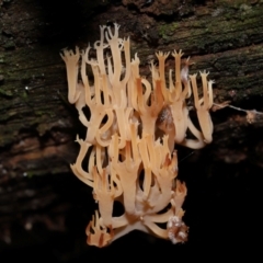 Artomyces sp. (A coral fungus) at Tidbinbilla Nature Reserve - 16 Jun 2024 by TimL