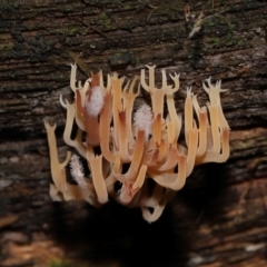 Artomyces sp. at Tidbinbilla Nature Reserve - 16 Jun 2024