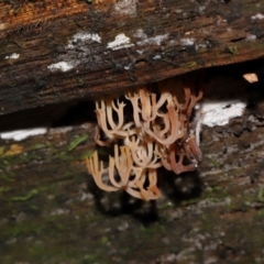 Artomyces sp. at Tidbinbilla Nature Reserve - 16 Jun 2024