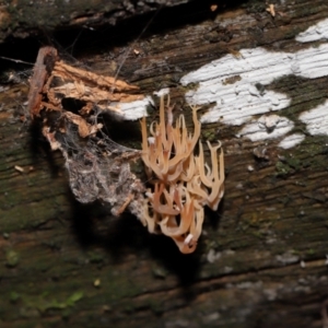 Artomyces sp. at Tidbinbilla Nature Reserve - 16 Jun 2024