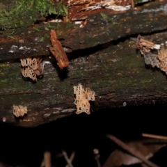 Artomyces sp. at Tidbinbilla Nature Reserve - 16 Jun 2024